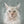 Handgemaltes Haustierportrait auf Premium Leinwand im Smoke Stil
