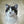 Handgemaltes Haustierportrait auf Premium Leinwand im Smoke Stil